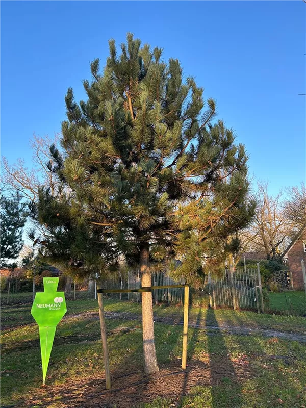 Pinus nigra ssp.nigra