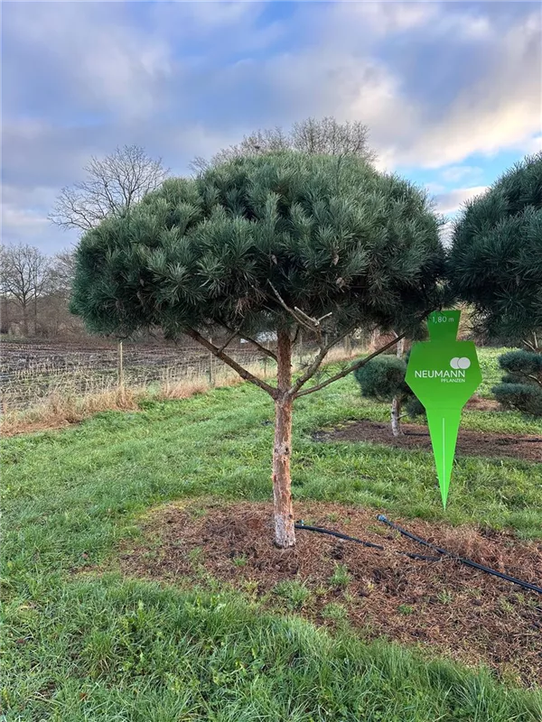 Pinus sylvestris 'Glauca'