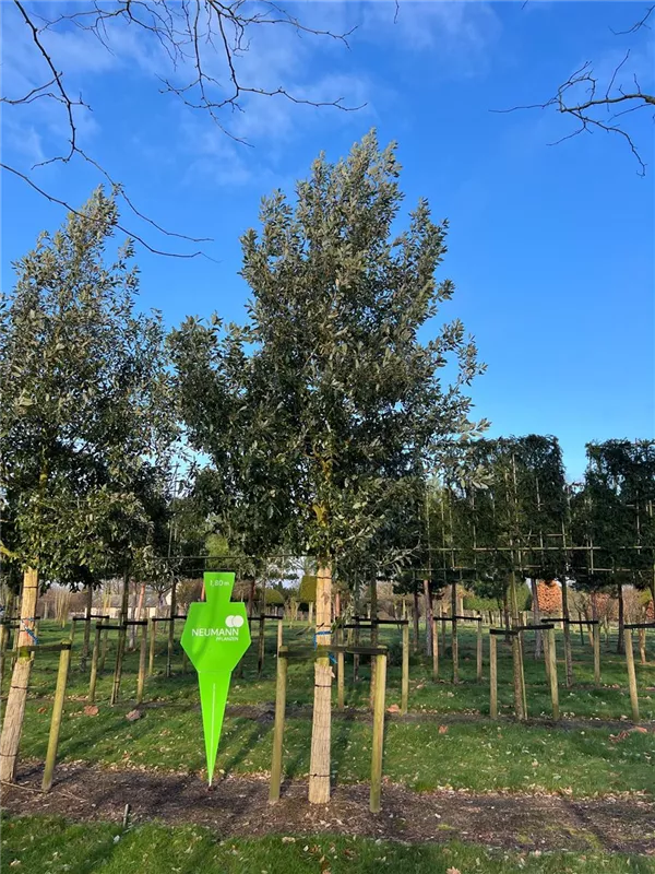 Quercus hispanica 'Wageningen'