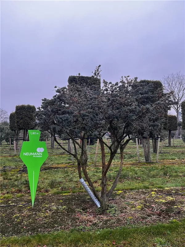 Juniperus squamata 'Meyeri'