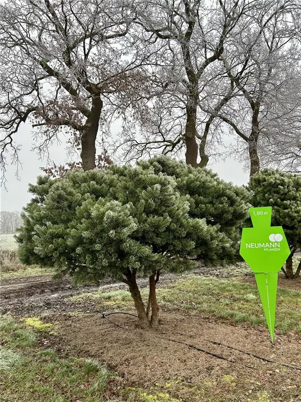 Pinus sylvestris 'Watereri'