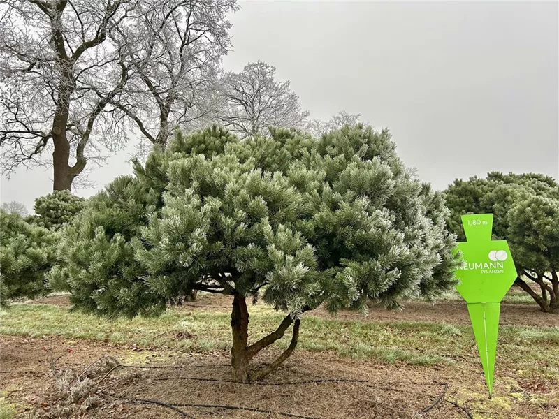 Pinus sylvestris 'Watereri'