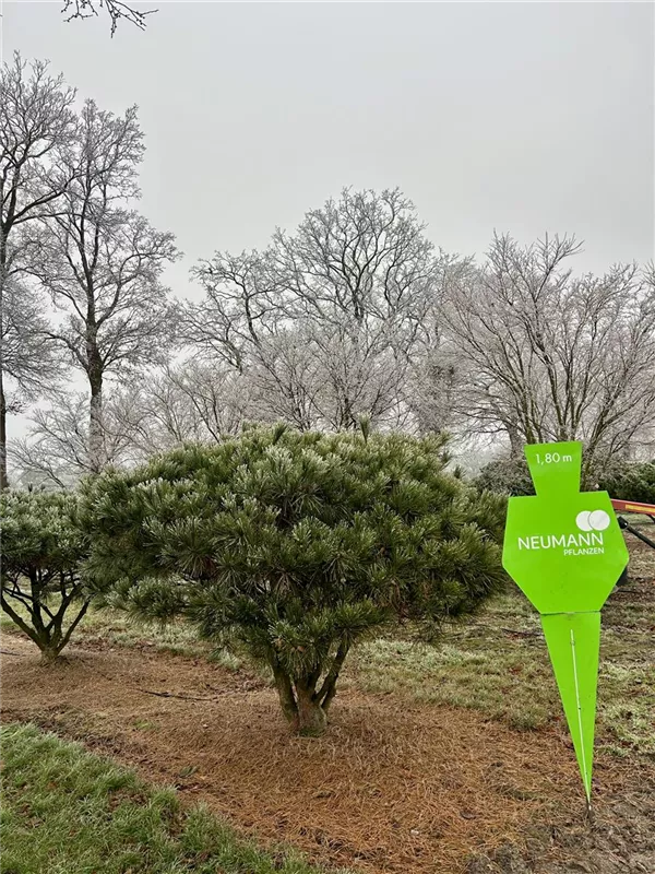 Pinus densiflora 'Umbraculifera'