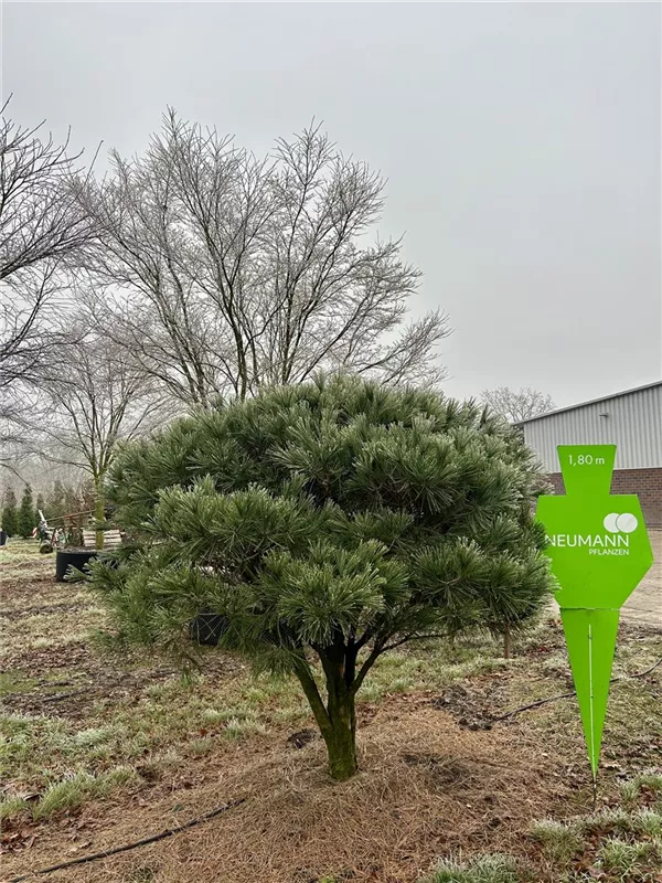 Pinus densiflora 'Umbraculifera'