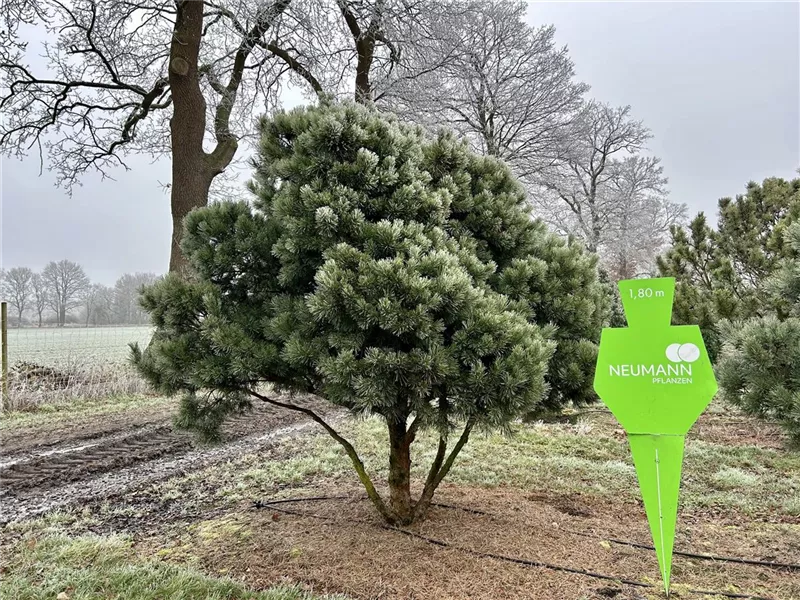 Pinus sylvestris 'Watereri'