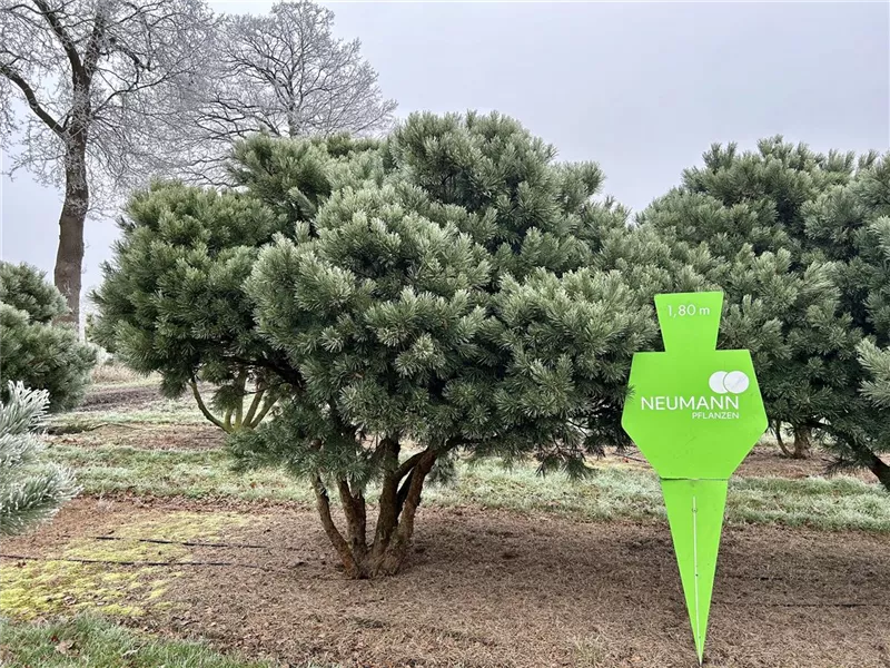 Pinus sylvestris 'Watereri'