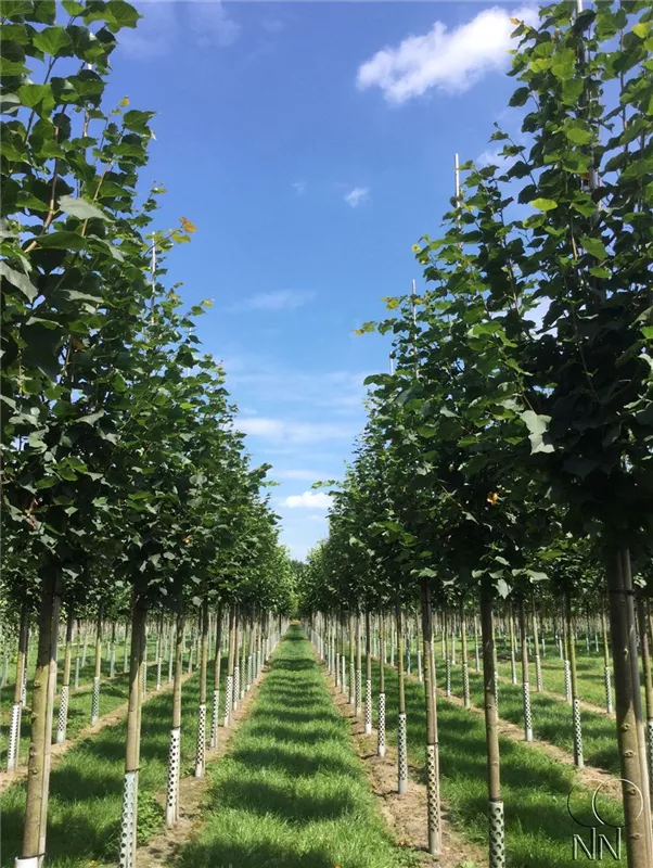 Tilia cordata 'Rancho'