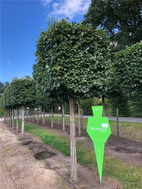 Tilia cordata 'Rancho'