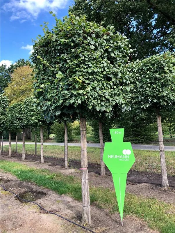 Tilia cordata 'Rancho'