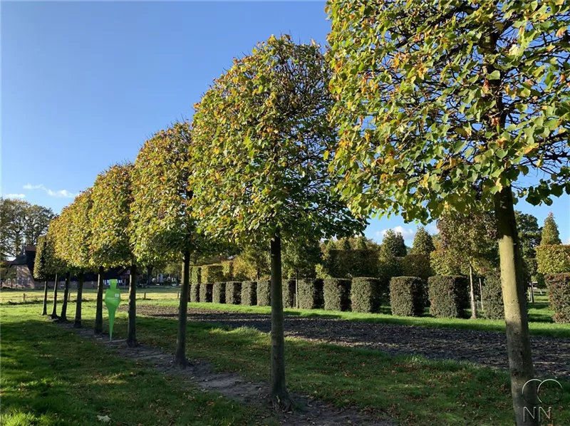 Tilia cordata 'Rancho'