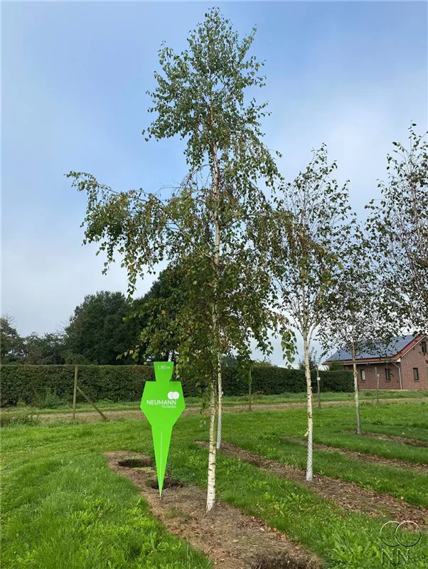 Betula pendula