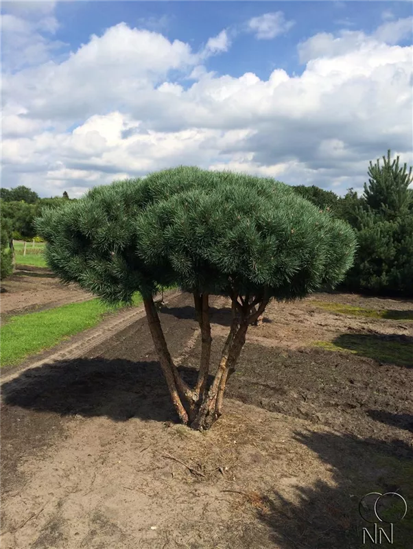 Pinus sylvestris 'Watereri'