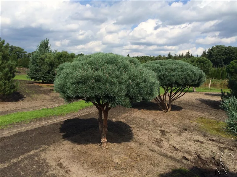 Pinus sylvestris 'Watereri'