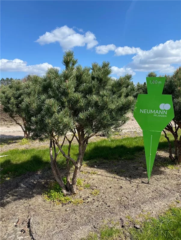 Pinus sylvestris 'Watereri'