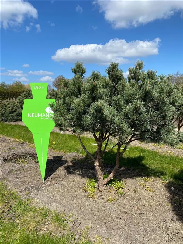 Pinus sylvestris 'Watereri'