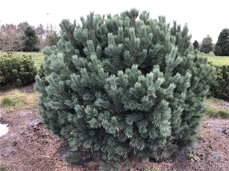 Pinus sylvestris 'Watereri'