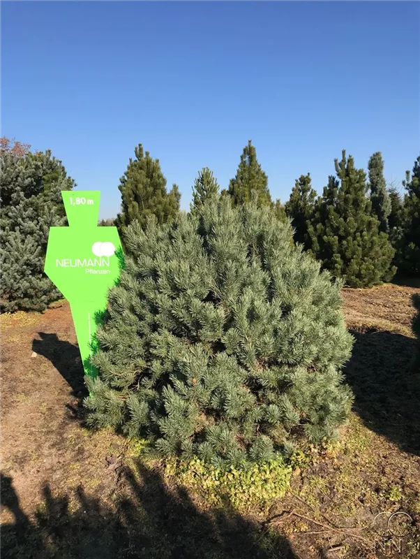 Pinus sylvestris 'Watereri'