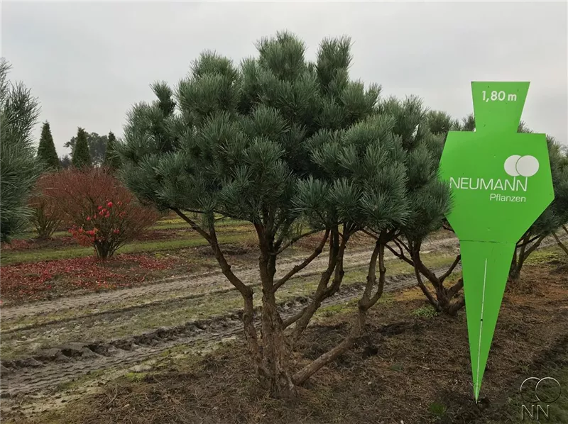 Pinus sylvestris 'Watereri'