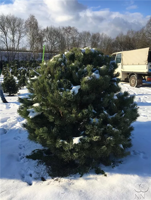 Pinus sylvestris 'Watereri'