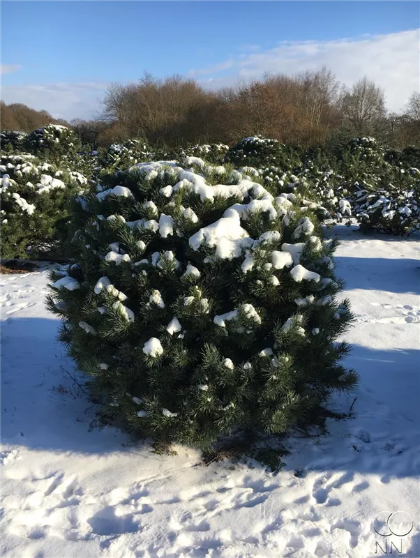 Pinus sylvestris 'Watereri'