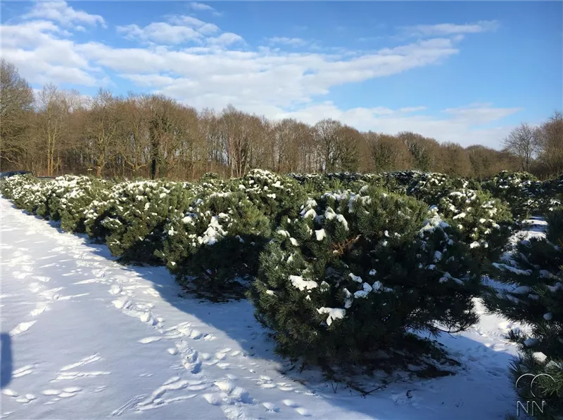 Pinus sylvestris 'Watereri'