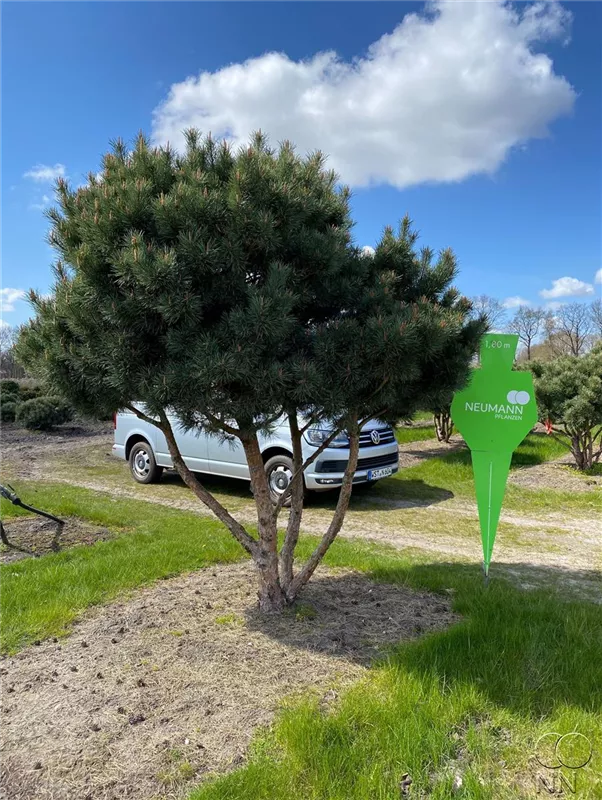 Pinus sylvestris 'Watereri'