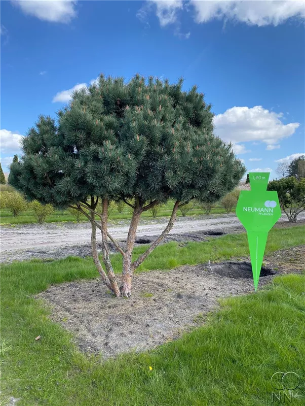 Pinus sylvestris 'Watereri'