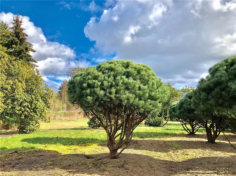 Pinus sylvestris 'Watereri'