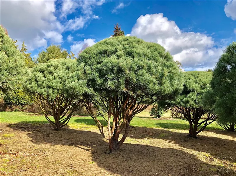 Pinus sylvestris 'Watereri'