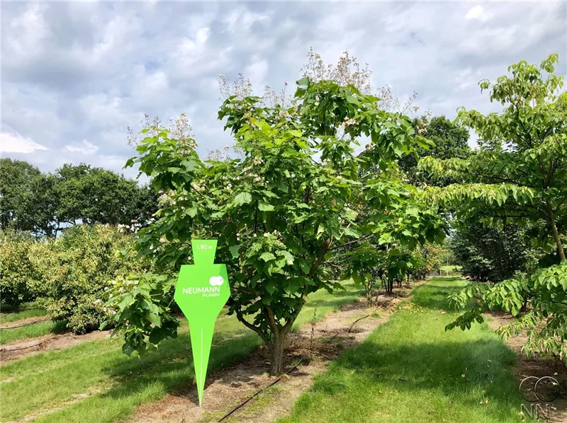 Catalpa bignonioides