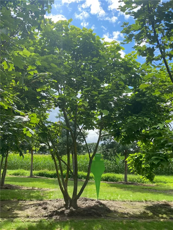 Catalpa bignonioides