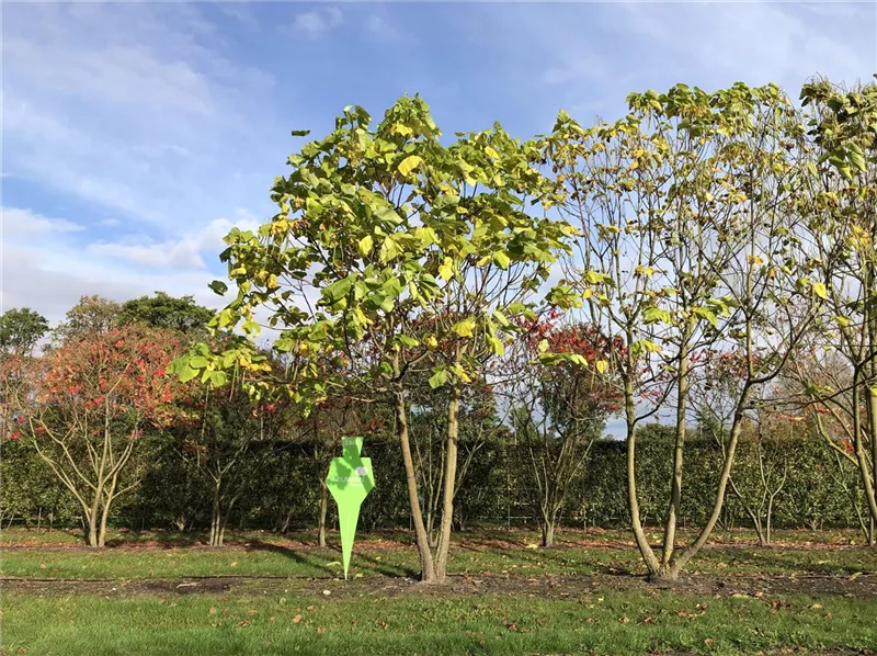 Catalpa bignonioides