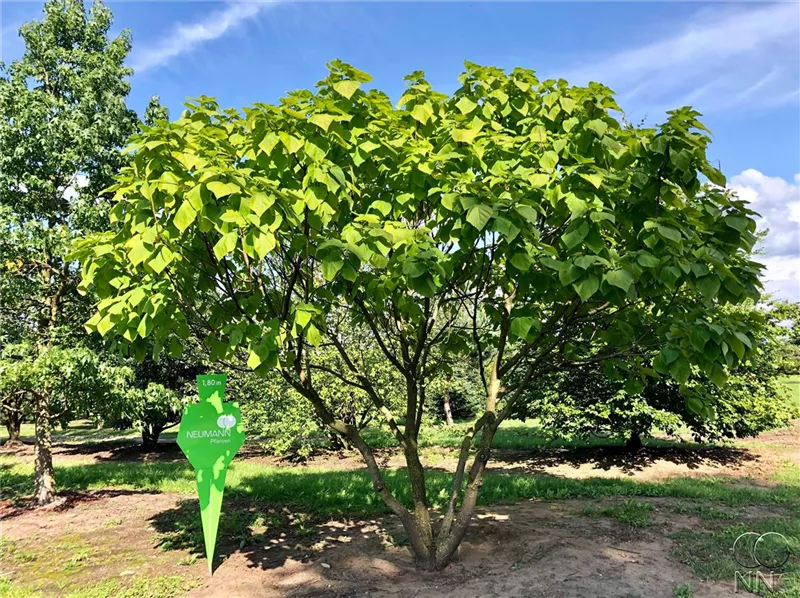 Catalpa bignonioides