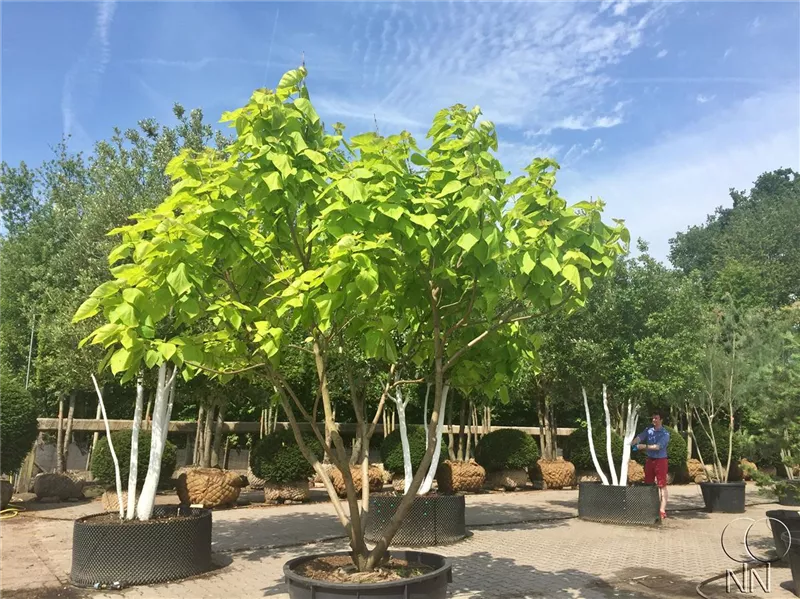 Catalpa bignonioides 'Aurea'