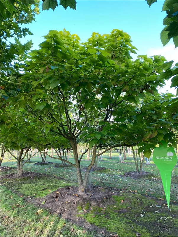 Catalpa bignonioides 'Aurea'