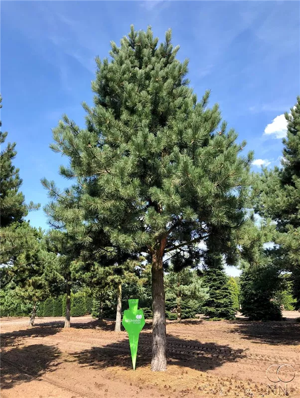 Pinus nigra ssp.nigra