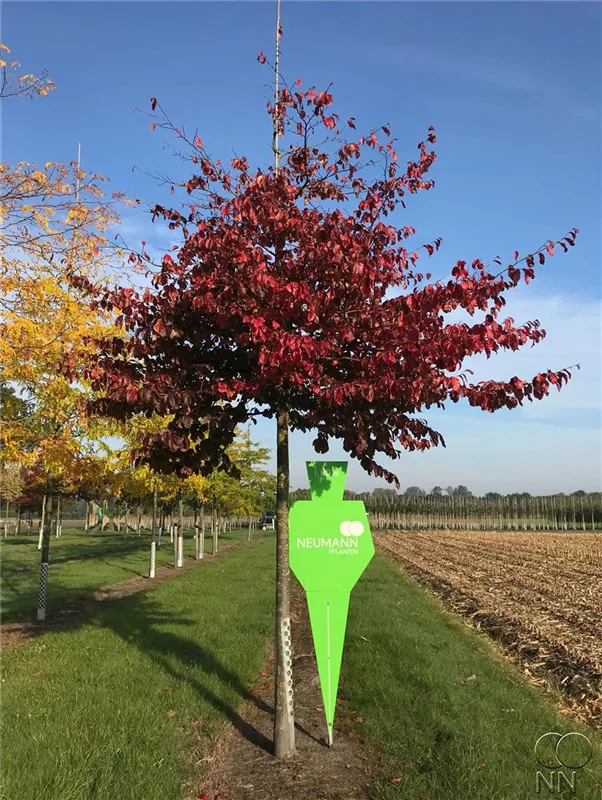 Parrotia persica 'Vanessa'