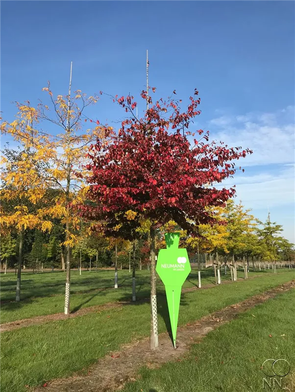 Parrotia persica 'Vanessa'