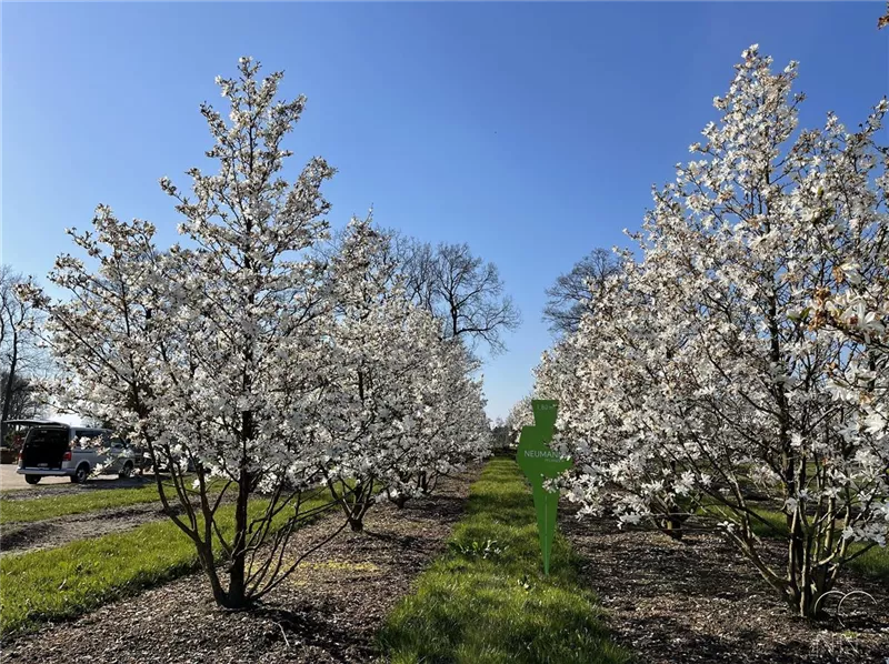 Magnolia loebneri 'Merrill'