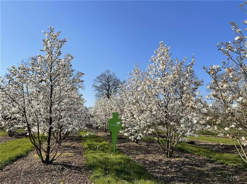 Magnolia loebneri 'Merrill'