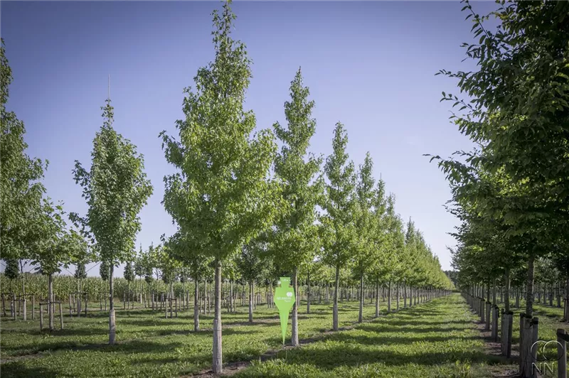 Liquidambar styraciflua 'Worplesdon'