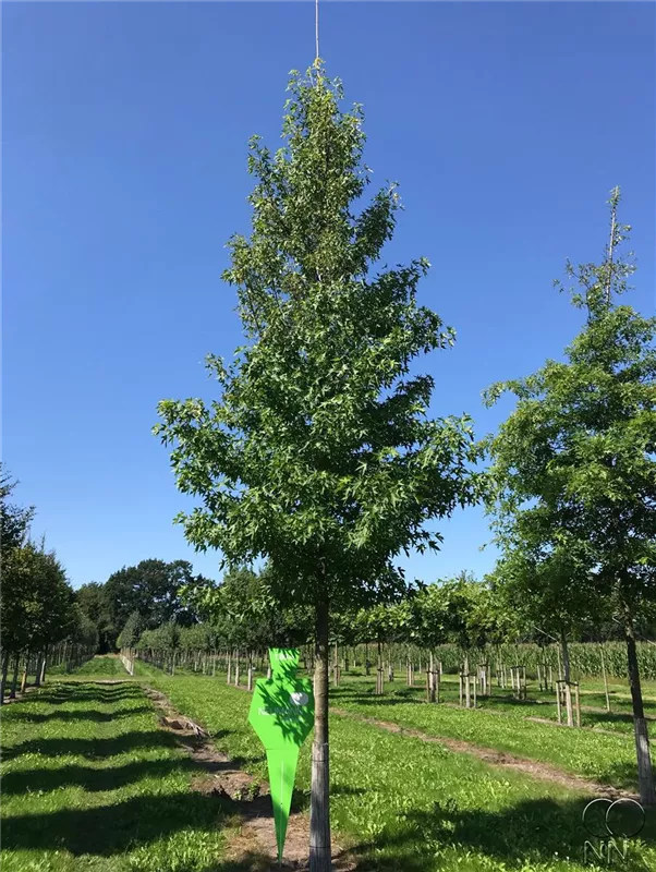 Liquidambar styraciflua 'Worplesdon'