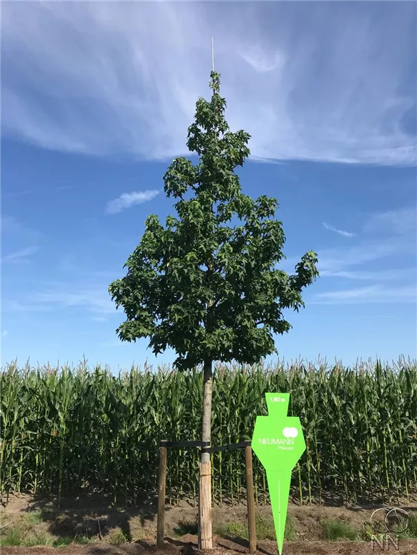 Liquidambar styraciflua 'Worplesdon'