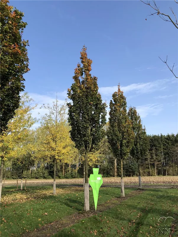 Acer campestre 'Green Column'