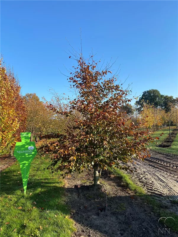 Fagus sylvatica purpurea