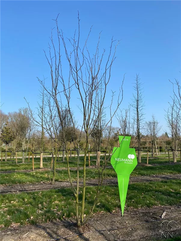 Gleditsia triacanthos 'Skyline'