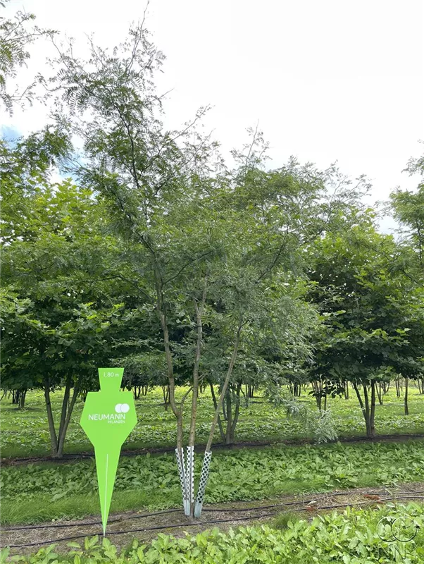 Gleditsia triacanthos 'Sunburst'