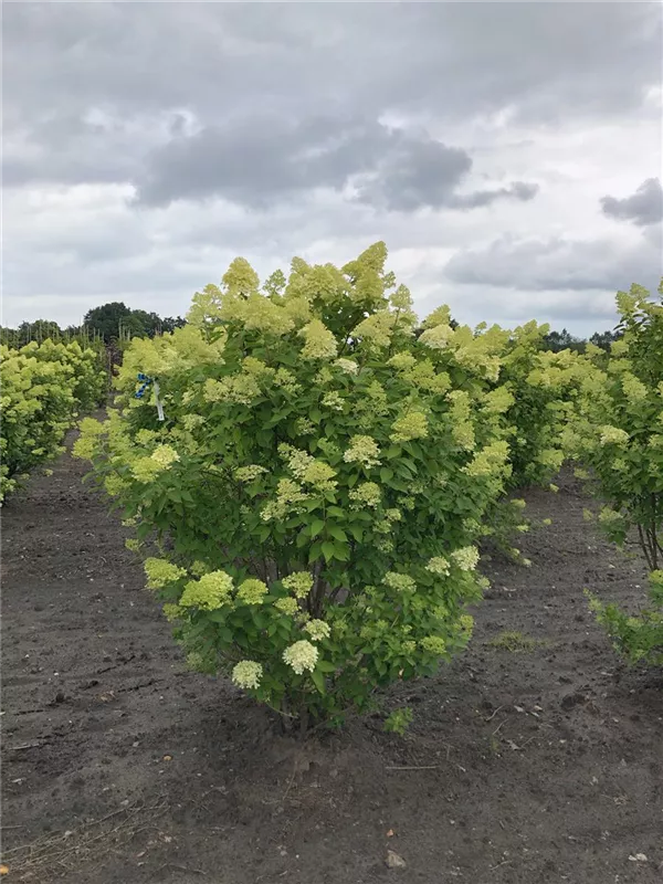 Hydrangea panic. 'Limelight' -S-