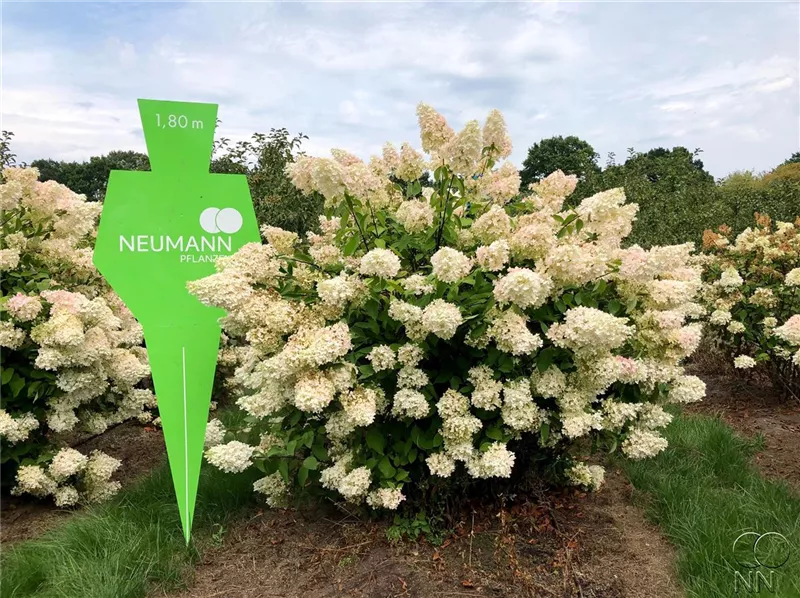 Hydrangea panic. 'Grandiflora'