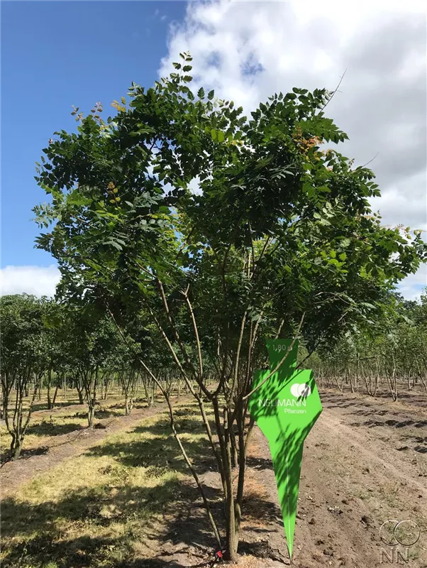 Koelreuteria paniculata